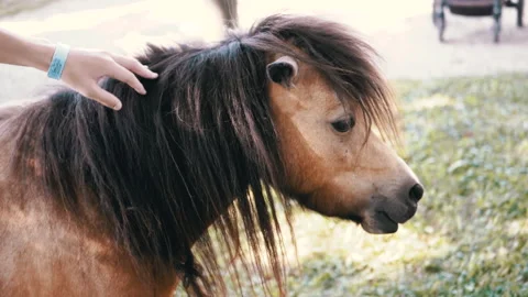 Pony Petting Close up Stock Footage 293224755
