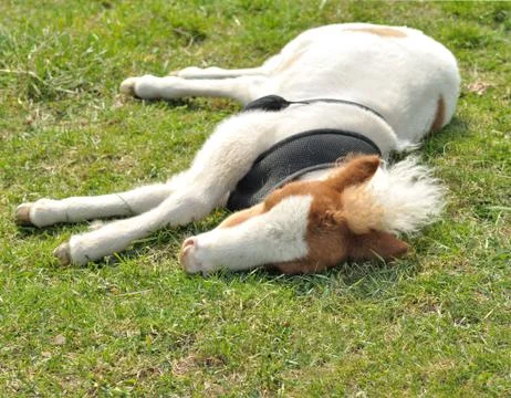Pony Stock Photos