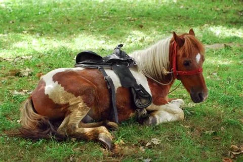 Pony Stock Photos