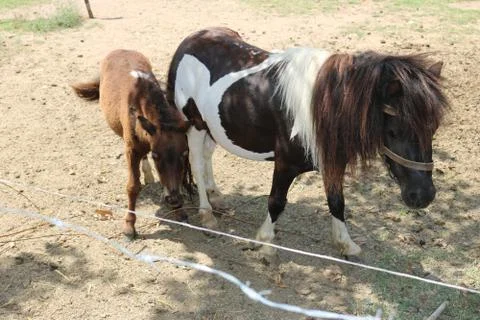 Pony 写真素材