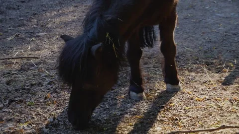 Pony picking up food Stock Footage 242863091