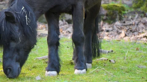 Pony picking up grass Video stock 243379153