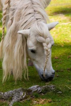 Pony with pigtail Stock Photos