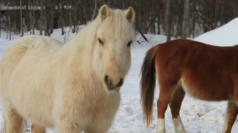Pony / Ponies In The Snow 01 Video stock 1057617
