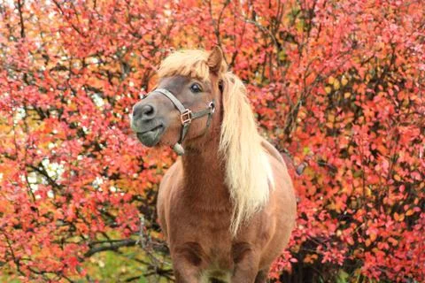 Pony portrait Stock Photos