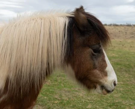 Pony Profile Fotos de archivo