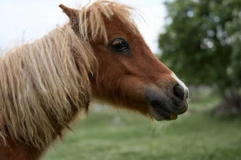 Pony in profile Stock Photos