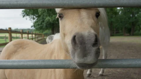 Pony pushes its muzzle through a metal gate at a farm paddock to sniff around Stock Footage 337323447
