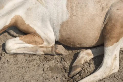 Pony at rest Stock Photos
