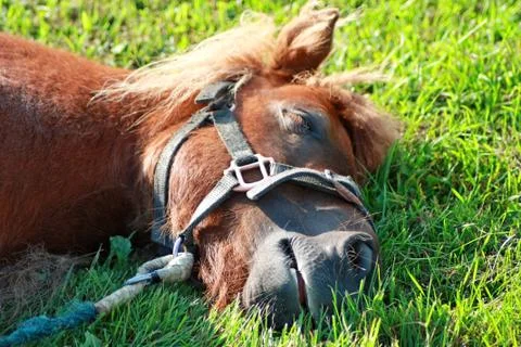 Pony resting on the grass Stock Photos