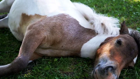 Pony Resting in the Meadow Stock-Footage 293222261
