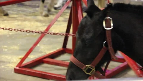 Pony Ride At The Circus #2 Stock Footage 7748126