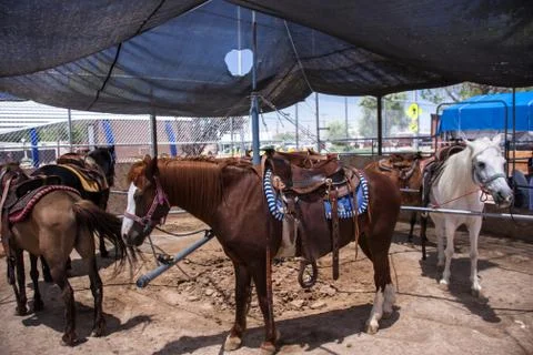 Pony Rides at the Park Stock Photos