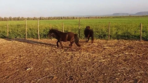 Pony running in the farm Stock Footage 74065020
