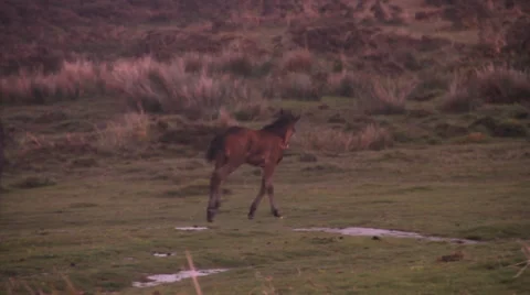 Pony running Stock Footage 38547994
