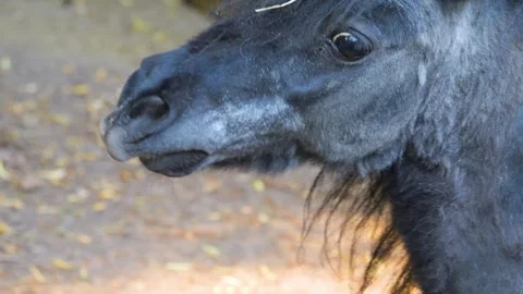 Pony scratching Video stock 243378396