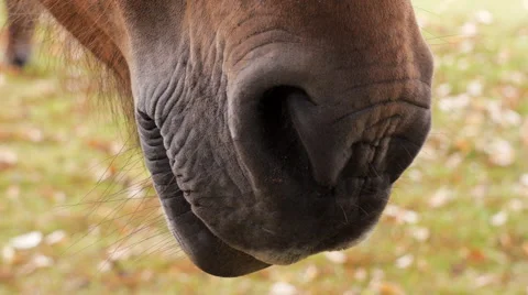 Pony sniffing air Stock Footage 40895899