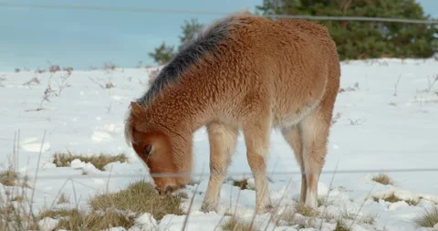 Pony in Snow 01 Stock Footage 163958036