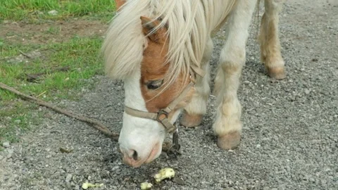 Pony spitting an apple on the ground slow motion. Stock Footage 306682805