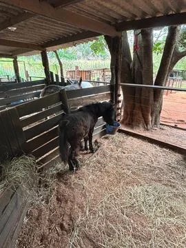 Pony in the stable Stock Photos
