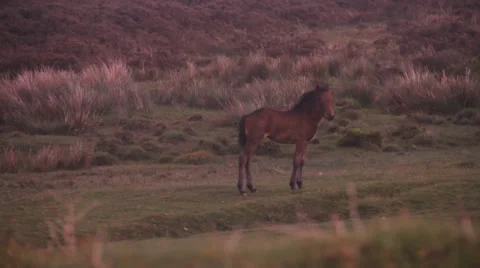 Pony stamp foot Stock Footage 38547928