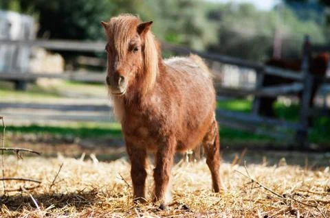A pony standing Stock Photos