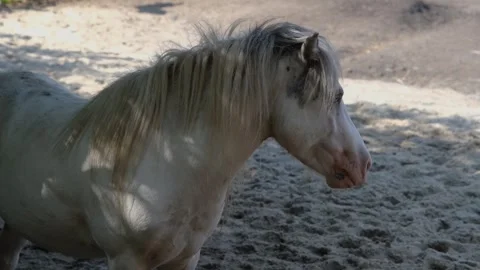 Pony stands in a paddock. Pony head close-up. Pony close-up. Stock Footage 284174674