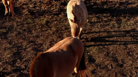 Pony tiny horses golden hour Vídeos de archivo 166287574