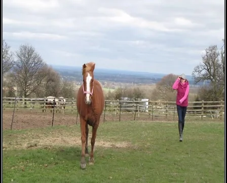 Pony trotting past camera Stock Footage 1000147