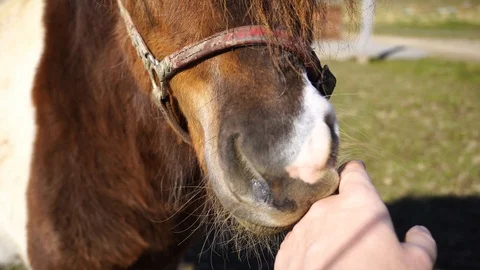 Pony trying to bite hands summer park grass Stock Footage 127139206