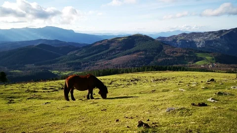 Pony walking through the field Stock Footage 128816291