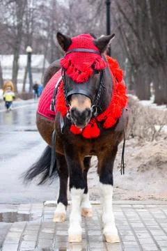 Pony in winter Park Stock Photos