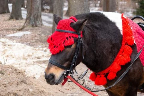 Pony in winter Park Stock Photos