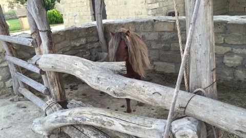 Pony in zoo Stock Footage 80090503
