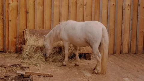 Pony in the zoo Stock Footage 160344316