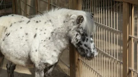 Pony2 Stock Footage 10736155