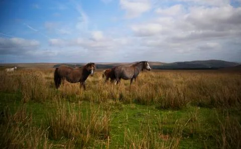 The ponys and the sheep  Stock Photos