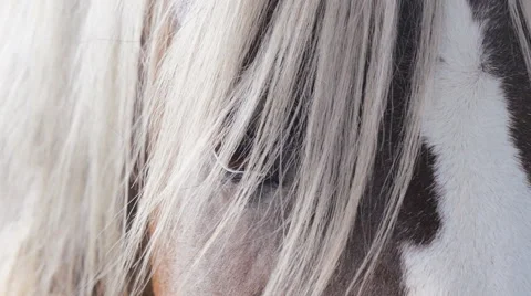 Pony's eye covered by long mane Stock Footage 40891911