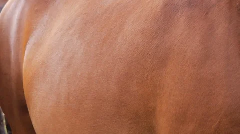 Pony's flanks quivering Stock Footage 40897674