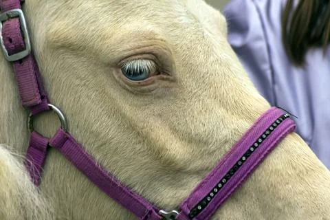 A pony's head. Stock Photos