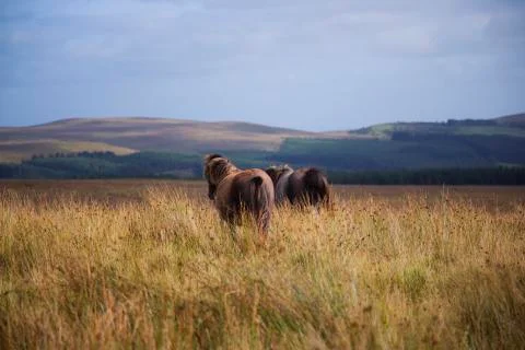 Ponys walking away in the fields  Stock Photos