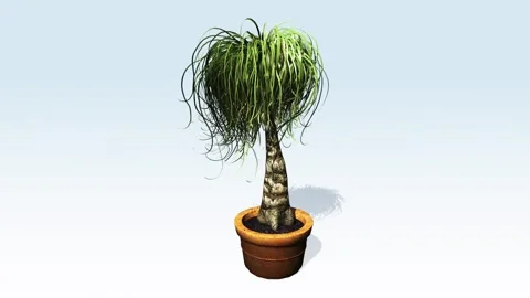 Ponytail palm tree growing in a flower pot Stock Footage 296809587