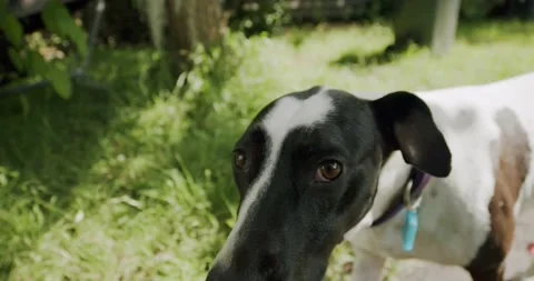 Pooch Boops Snoot Stock Footage 164908164