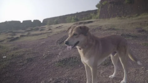 Pooch is standing on the grass Stock Footage 71250808