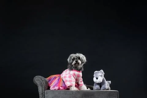 Pooch in a tutu Stock Photos