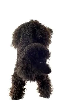 Poodle acrobat Stock Photos