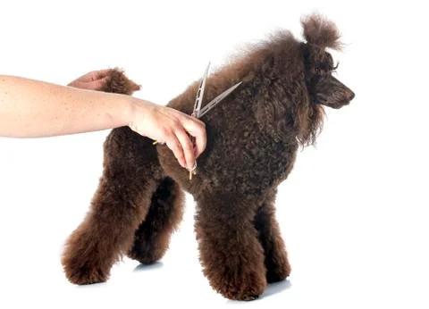 Poodle and scissors Stock Photos