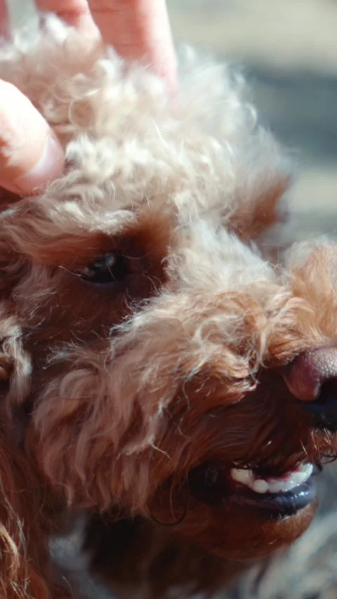 Poodle Being Petted by Hand Vertical Stock Footage 346459499