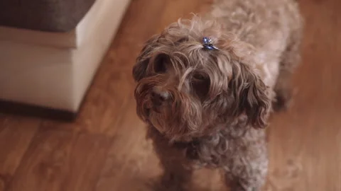 A poodle with a blue bow Stock Footage 167467742