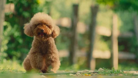 Empty Breed Stock Videos – Royalty-Free HD & 4K Videos